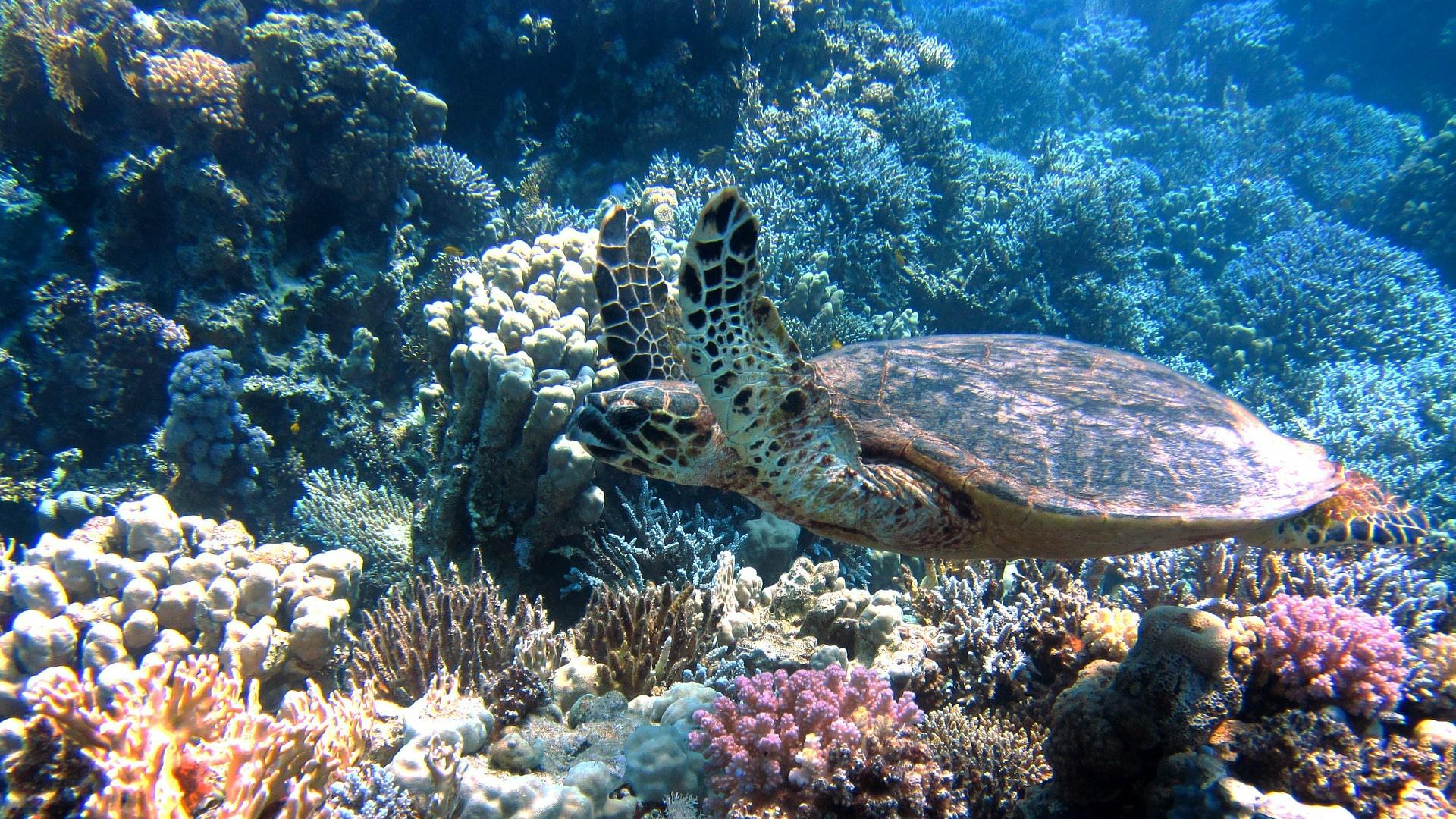 Escursione in barca Blue Safari lungo la costa del Kenya